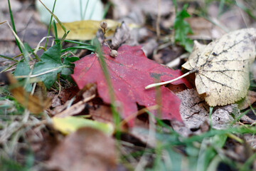 fall leaf