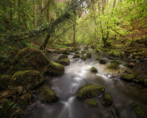 Section of the stream inside the beech forest on the way to the Las Pisas waterfall in Soncillo, Burgos
