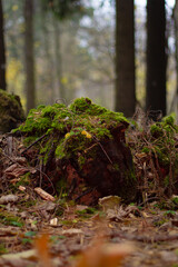 forest root moss fall 