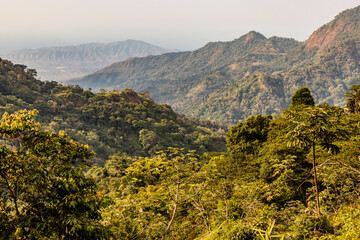 Lush forests near Minca, Colombia.