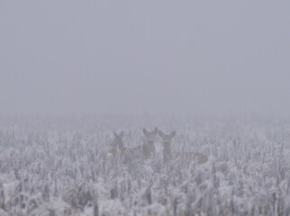 Gruppe von Rehen (Capreolus capreolus) im Winter in Ungarn