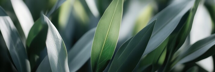 Obraz premium 緑の葉が光を浴びて輝く植物の群れが見られる清々しい場所