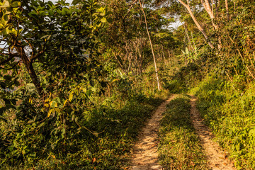 Path in a coffee farm near Minca, Colombia.
