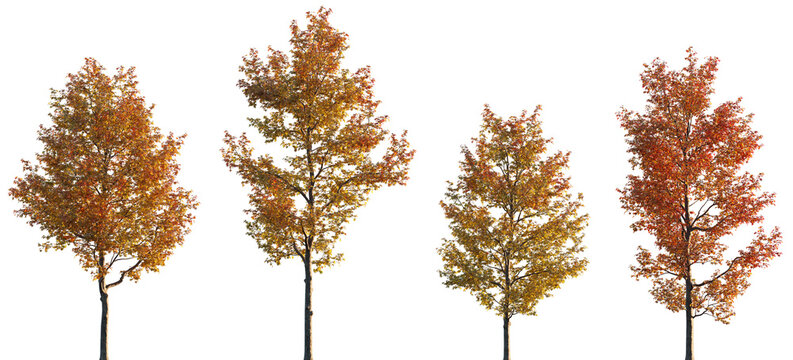 Liquidambar formosana trees frontal isolated premium png on a transparent background cutout (Formosan gum, Chinese sweet gum, Formosa sweet gum)