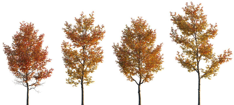 Liquidambar formosana trees frontal isolated premium png on a transparent background cutout (Formosan gum, Chinese sweet gum, Formosa sweet gum)