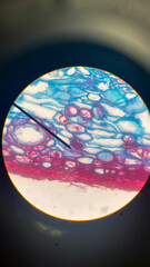 Microscope Plant Biology