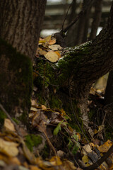 fall leaves forest tree moss