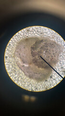 Microscope Plant Biology