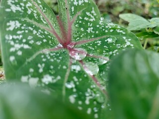 Leaf, water drop on leafs 