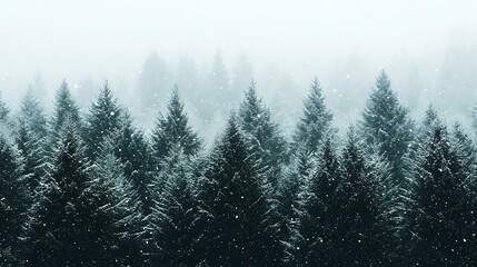 A dense pine forest covered in snow during a gentle snowfall in winter 