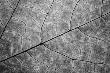 Macro leaf veins texture in black and white