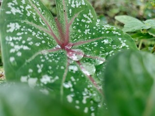 Leaf, water drop on leafs 