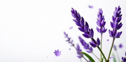 Naklejka premium Delicate purple lavender blossoms, isolated on pure white background , bloom, blossom, spa