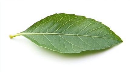 Obraz premium A Single Green Leaf Isolated on White Background