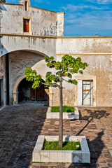 tree in san juan de ulua veracruz 