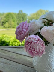 Pink Peony with Lush Green Background- Stock Photo