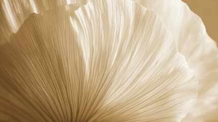 Subtle Beige Flower Petals, Close-Up View