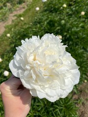 Pink, White, and Red Peonies Blooming in a Field- Stock Photo