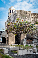 tree in san juan de ulua veracruz 