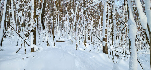 Snowshoe tracks in powder snow along a trail in the woods between fresh snow-covered trees.