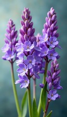 Obraz premium Delicate lavender blooms, vibrant purple hues against pure white , background, isolated, decoration