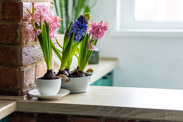 Fresh floral home decor, Easter holiday preparation. Hyacinth bright pink, violet flowers with bulbs in metal pot. Gardening tools, leisure and hobby concept. Wooden background, springtime