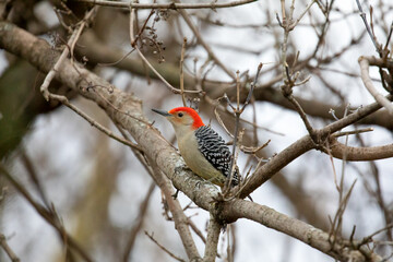 Red-Bellied Woodpecker