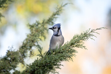 Blue Jay