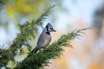 Blue Jay