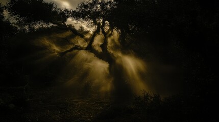 Obraz premium Golden Rays Through the Mystic Forest