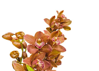 Flowering branch of cymbidium orchids on white background isolated.