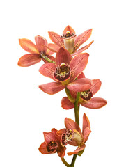 Flowering branch of cymbidium orchids on white background isolated.
