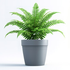 fern in flowerpot on isolated white background, side view