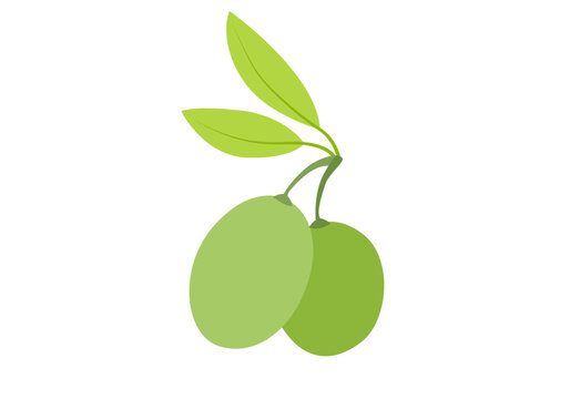 Rama con dos aceitunas u olivas verdes