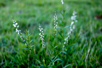 grass with dew drops