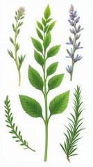 Set Of Aromatic Herb Flowers Including Mint, Rosemary, And Basil, Isolated On white Background