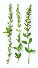 Obraz premium Set Of Aromatic Herb Flowers Including Mint, Rosemary, And Basil, Isolated On white Background