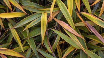 Obraz premium Intimate View of Bamboo Foliage in an Asian Garden Setting with Lush Greenery