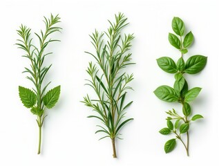 Fototapeta premium Set Of Aromatic Herb Flowers Including Mint, Rosemary, And Basil, Isolated On white Background