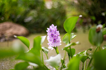 pink flower in the pond spring and summer flowers 