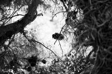 pine cone on a branch in black and white