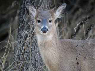 Whitetailed Deer on a Cold Midwestern Morning