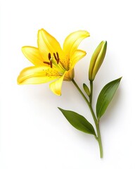 Fototapeta premium Vibrant Yellow Lily Blooming Against a Crisp White Backdrop
