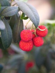 Arbutus unedo, strawberry tree with fruits and flowers, ornamental and medicinal plant with edible fruits