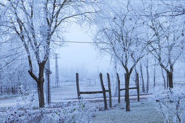 landscape with trees and snow