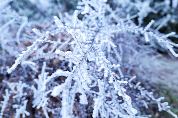 frost on the branches