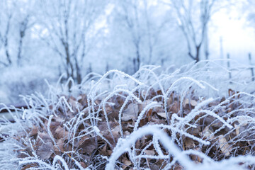 frost on the branches