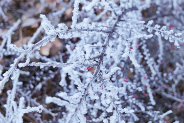 frost covered branches