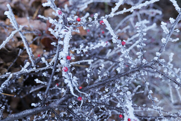 frost on branches