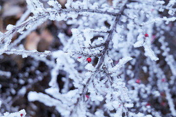 snow covered branches